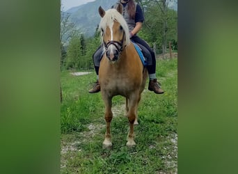Haflinger, Mare, 8 years, 15 hh, Dun
