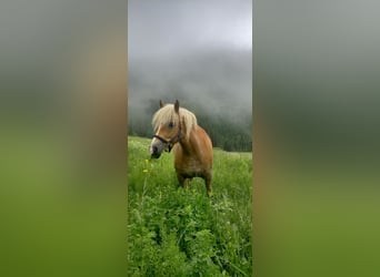Haflinger, Mare, 8 years, 15 hh, Dun