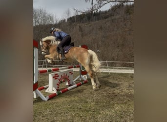 Haflinger, Mare, 8 years, 15,1 hh, Chestnut-Red