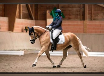 Haflinger, Mare, 8 years