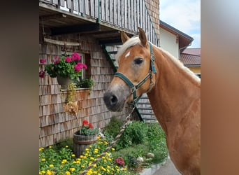 Haflinger, Mare, 8 years