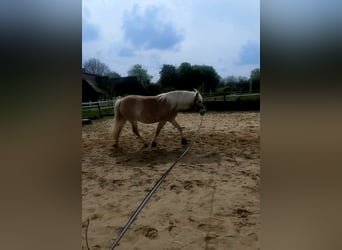 Haflinger, Mare, 9 years, 13.3 hh, Chestnut-Red