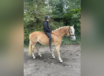 Haflinger, Stute, 9 Jahre, 14,1 hh, Fuchs