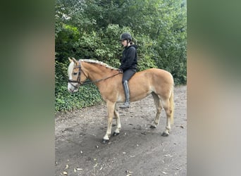 Haflinger, Stute, 9 Jahre, 14,1 hh, Fuchs