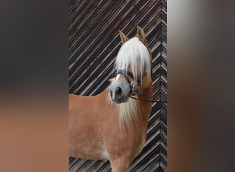 Haflinger, Stute, 9 Jahre, 14,1 hh, Fuchs