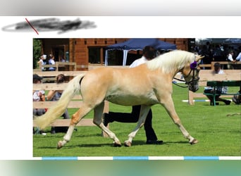Haflinger, Mare, 9 years, 14.2 hh