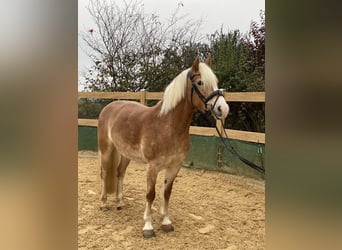 Haflinger, Stute, 9 Jahre, 14,2 hh, Fuchs