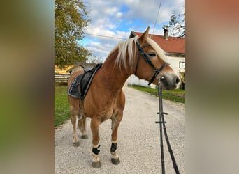 Haflinger, Mare, 9 years, 14.2 hh, Chestnut-Red