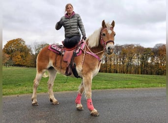 Haflinger, Mare, 9 years, 14,2 hh, Chestnut-Red