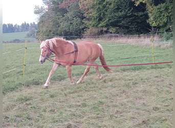 Haflinger, Mare, 9 years, 14.3 hh, Chestnut-Red