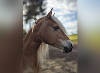 Haflinger, Mare, 9 years, 14,2 hh, Chestnut-Red
