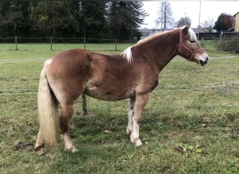 Haflinger, Mare, 9 years, 15,1 hh, Chestnut-Red