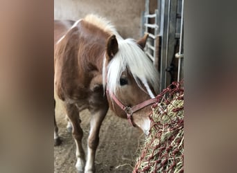 Haflinger, Mare, 9 years, 15,1 hh, Chestnut-Red