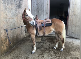 Haflinger, Mare, 9 years, 15,1 hh, Chestnut-Red