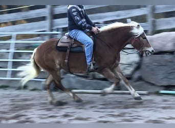 Haflinger, Mare, 9 years, 15,1 hh, Chestnut-Red