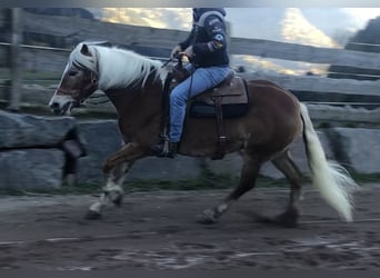 Haflinger, Mare, 9 years, 15,1 hh, Chestnut-Red