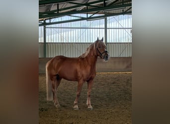 Haflinger Mix, Mare, 9 years, 15.1 hh, Chestnut-Red