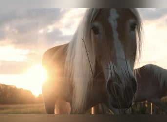 Haflinger, Mare, 9 years, 15 hh, Chestnut-Red