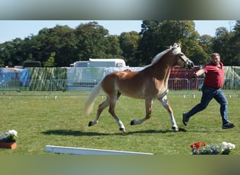Haflinger, Mare, 9 years, 15 hh, Chestnut-Red