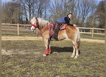 Haflinger, Mare, 9 years, 15 hh, Chestnut-Red