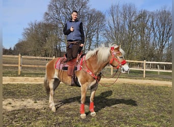 Haflinger, Mare, 9 years, 15 hh, Chestnut-Red