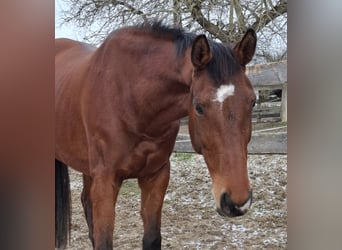 Haflinger, Mare, 9 years, 16 hh