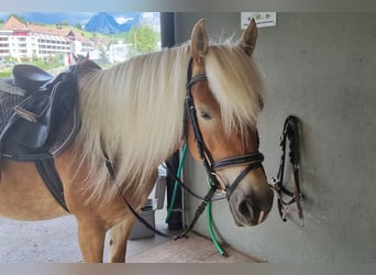 Haflinger, Mare, 9 years, Brown-Light