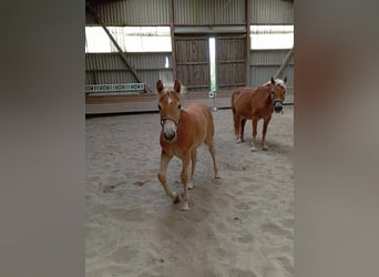 Haflinger, Stute, Fohlen (05/2024), 12,1 hh, Fuchs