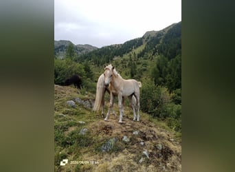 Haflinger, Mare, Foal (04/2026), 14.2 hh, Chestnut-Red