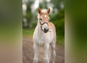 Haflinger, Mare, Foal (04/2023), 14.3 hh