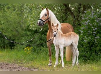 Haflinger, Mare, Foal (04/2023), 14.3 hh