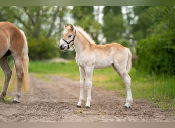 Haflinger, Mare, Foal (04/2023), 14.3 hh