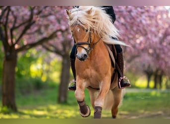Haflinger, Mare, Foal (04/2023), 14.3 hh