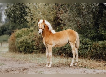 Haflinger, Mare, Foal (03/2024), 14,3 hh