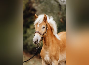 Haflinger, Mare, Foal (03/2024), 14,3 hh