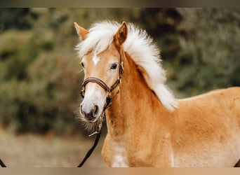 Haflinger, Mare, Foal (03/2024), 14,3 hh