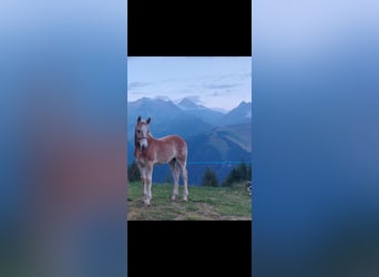 Haflinger, Mare, Foal (06/2023), 14.3 hh