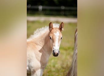 Haflinger, Mare, , 15,1 hh, Chestnut-Red