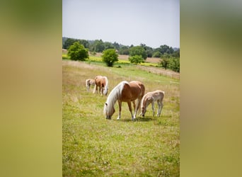 Haflinger, Mare, , 15,1 hh, Chestnut-Red
