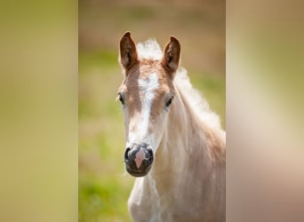 Haflinger, Mare, , 15,1 hh, Chestnut-Red