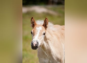 Haflinger, Mare, , 15,1 hh, Chestnut-Red