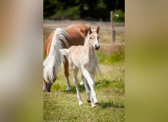 Haflinger, Mare, , 15,1 hh, Chestnut-Red