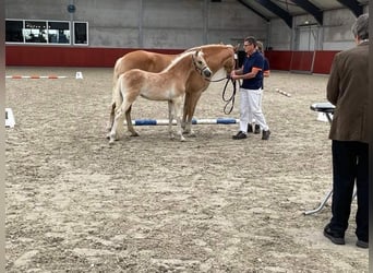 Haflinger, Mare, Foal (01/2023), Chestnut-Red