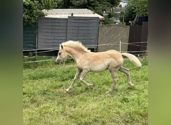 Haflinger, Mare, Foal (03/2025), Chestnut-Red