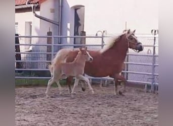 Haflinger, Mare, Foal (03/2024), Chestnut-Red