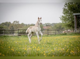 Haflinger, Mare, Foal (04/2024), Chestnut-Red