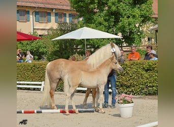 Haflinger, Mare, Foal (01/2026), Chestnut-Red