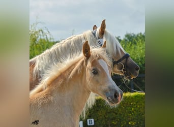 Haflinger, Mare, Foal (01/2026), Chestnut-Red