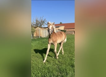 Haflinger, Mare, Foal (04/2025), Chestnut-Red