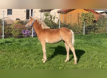 Haflinger, Mare, Foal (04/2025), Chestnut-Red